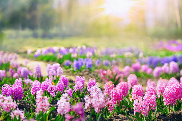 wunderschöne Frühlingsnaturbilder