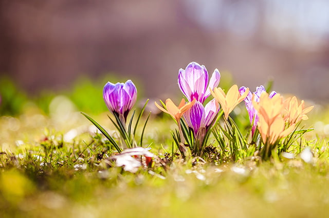 wunderschöne Frühlingsnaturbilder