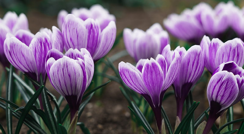 wunderschöne Frühlingsnaturbilder