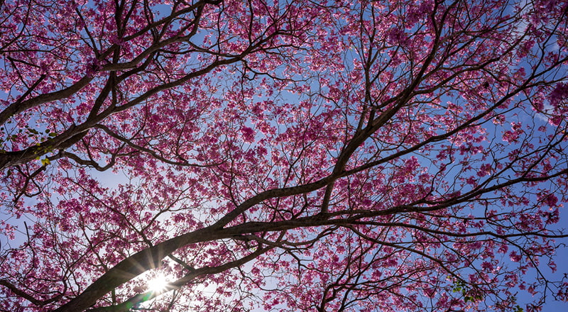 wunderschöne Frühlingsnaturbilder